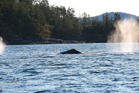 Beauty of Canada's Vancouver Island