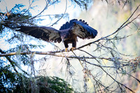 Beauty of Canada's Vancouver Island
