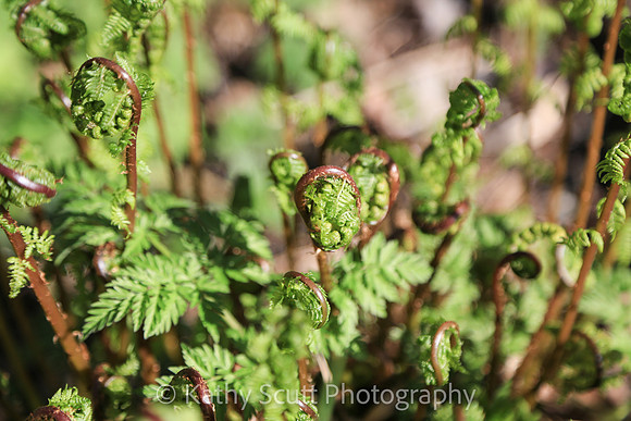 IMG_6561