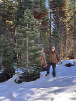 Christmas Tree Cutting Eagle Meadows