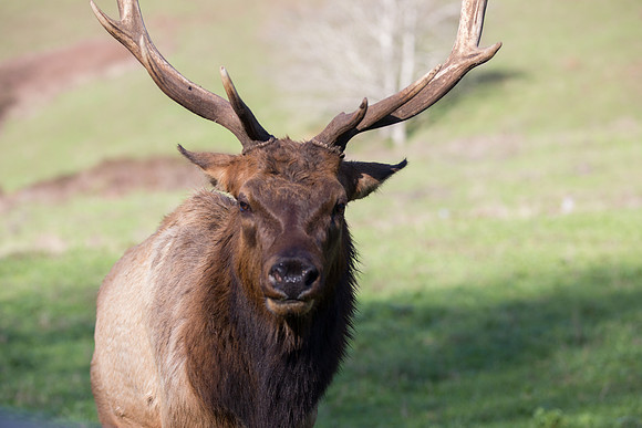 Tule Elk