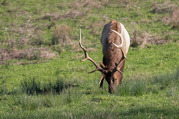 Granddad Elk