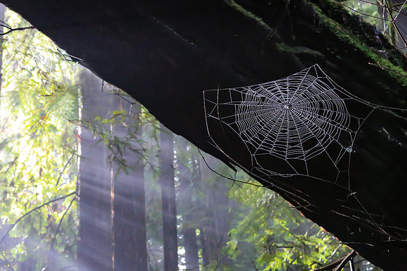 Spiderweb against a fallen redwood.