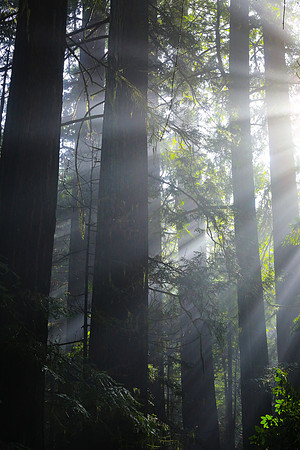 Sun rays through the fog and redwoods.