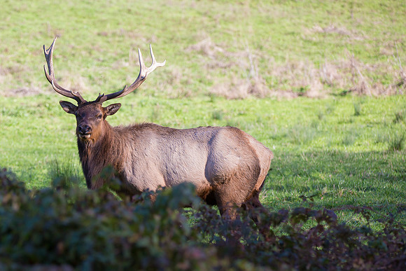 Tule Elk