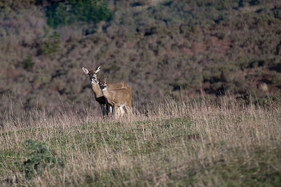 Doe and Fawn