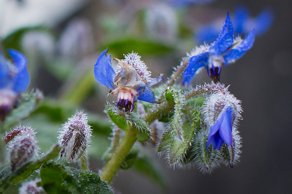 Comfrey blooms