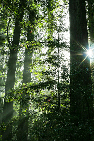 Stately Redwoods and the morning sun.