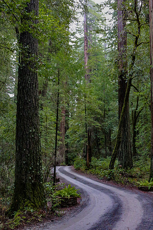 Avenue of the Giants
