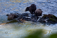 Beauty of Canada's Vancouver Island