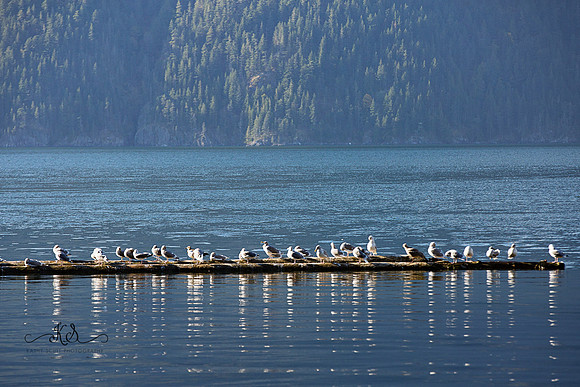 Beauty of Canada's Vancouver Island