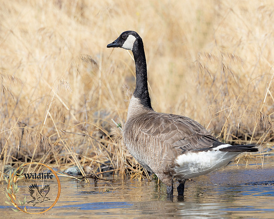 Canada goose, Melones Reservoir, 2023.