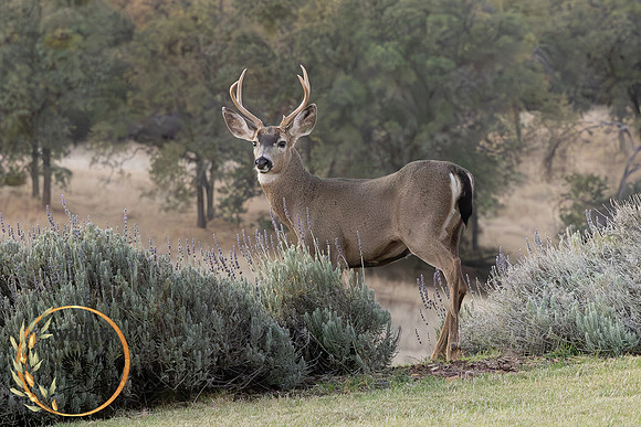 Black tail buck, Jamestown, 2023