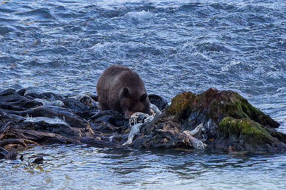 Beauty of Canada's Vancouver Island