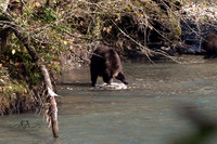Beauty of Canada's Vancouver Island
