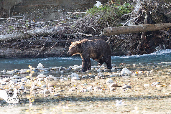 Beauty of Canada's Vancouver Island