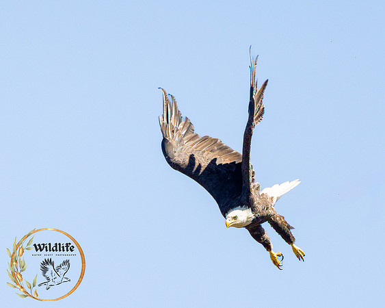 Bald Eagle hunting on Lake Don Pedro, 2024